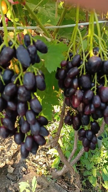 Чёрная Роза селекции Калугина Виктора на 13.08.26. Виноград Тепловых +79900274169, +79900274170