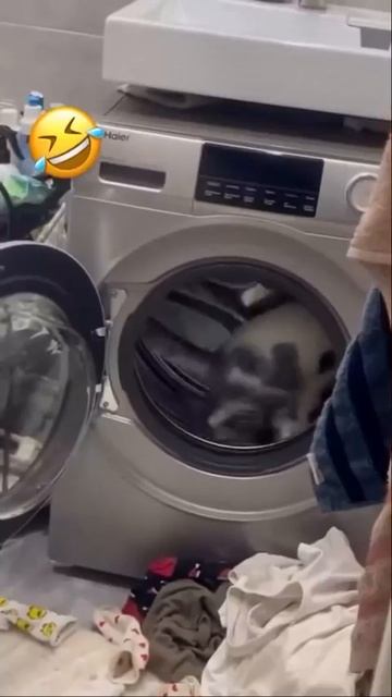 я не кошка! я белка!