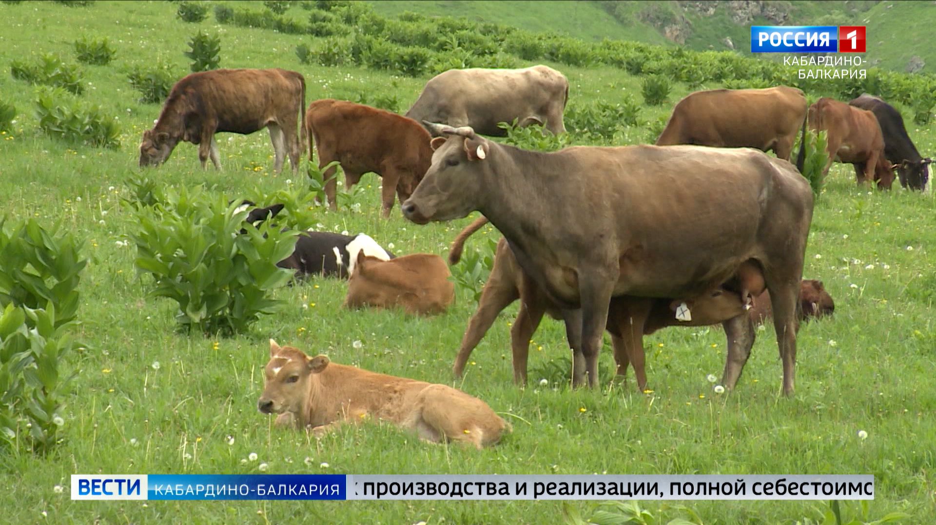 ФАС проверит обоснованность цен на мясо птицы и говядину