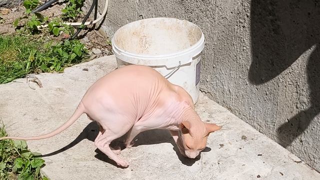 Вырастет из Васи свин