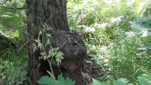 Сувель Березы и Кап Березы и Капокорень Березы Для Рукоятей ножей Кружек Столешниц 13 августа 2026