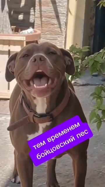 Добрый пёс.