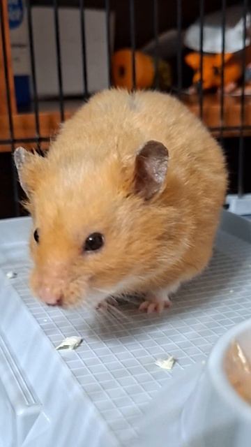хомяк хочет лайк