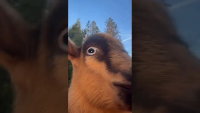 забавные милые любимые животные.mp4