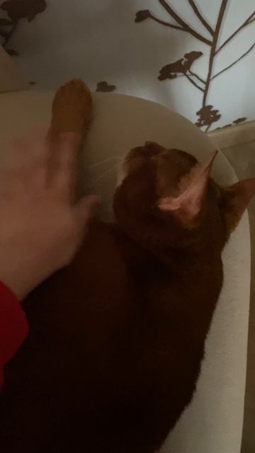 Мой кот