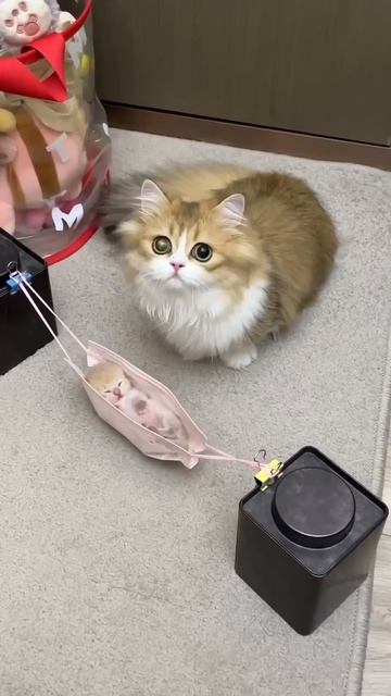 котёнок спит в маске