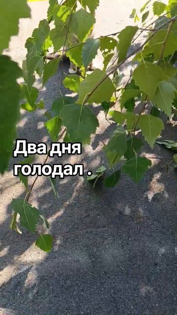 Дикий котёнок ищет дом. г. Тулатула тула71 животные бездомныеживотные