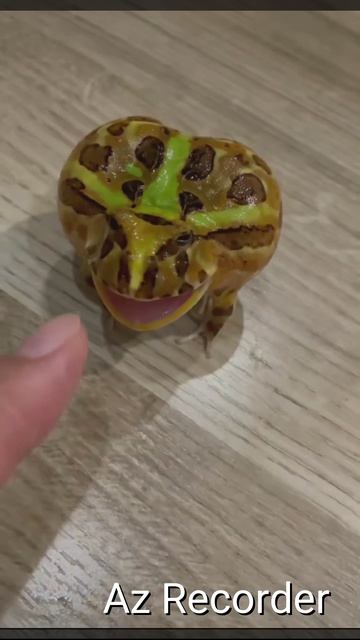 Жабка🐸