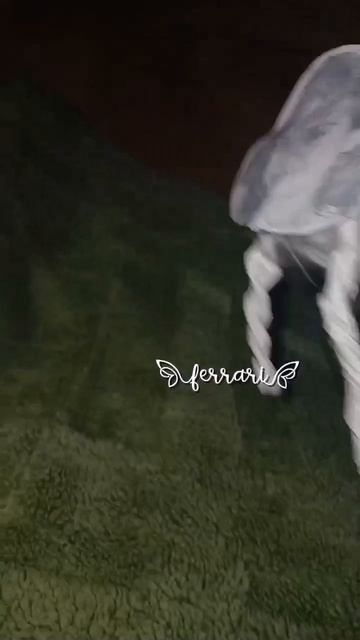 гугу гага