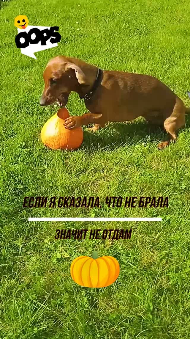 Такса Алиса и тыква. Похоже тыкве не повезло