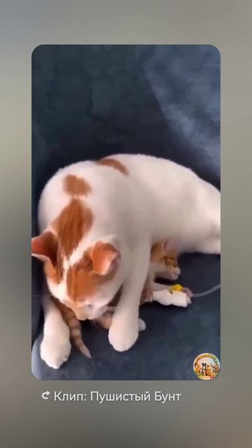 Котик спасатель!