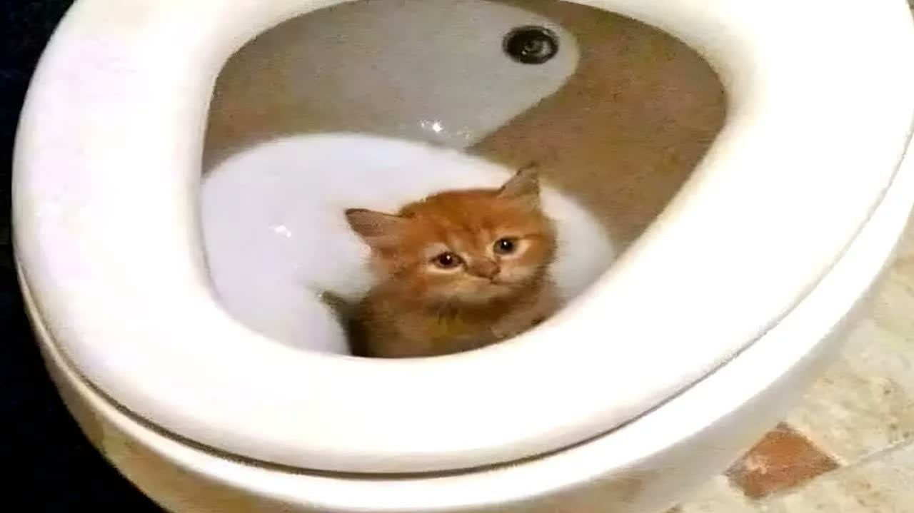 кошки случайны