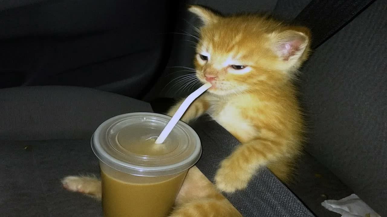 эти кошки сломаны