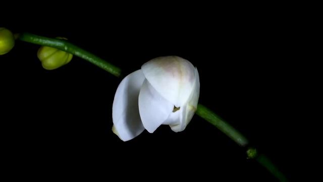 Time-Lapse Watch Flowers Bloom Before Your Eyes  Short Film Showcase