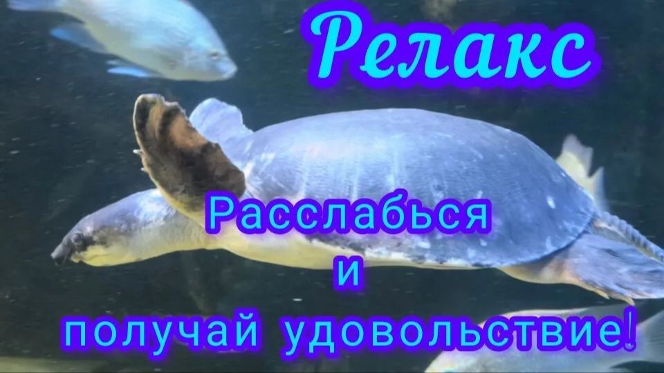РЕЛАКС, НОЛЬ СТРЕССА,И ПУСТЬ ВЕСЬ МИР ПОДОЖДЁТ 😉