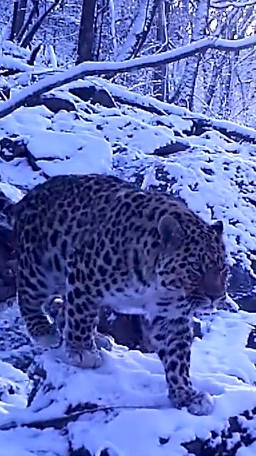 Дальневосточный Леопард: Амурский Барс 😉 #кошки #хищники #животные