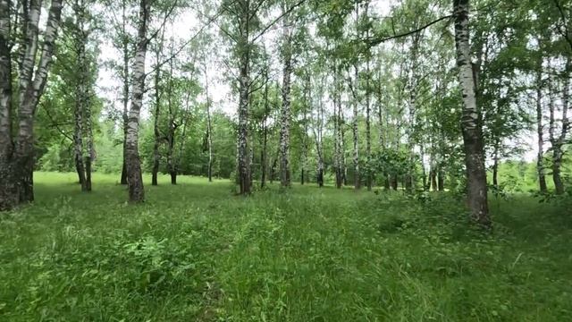 гуляю по лесу 43