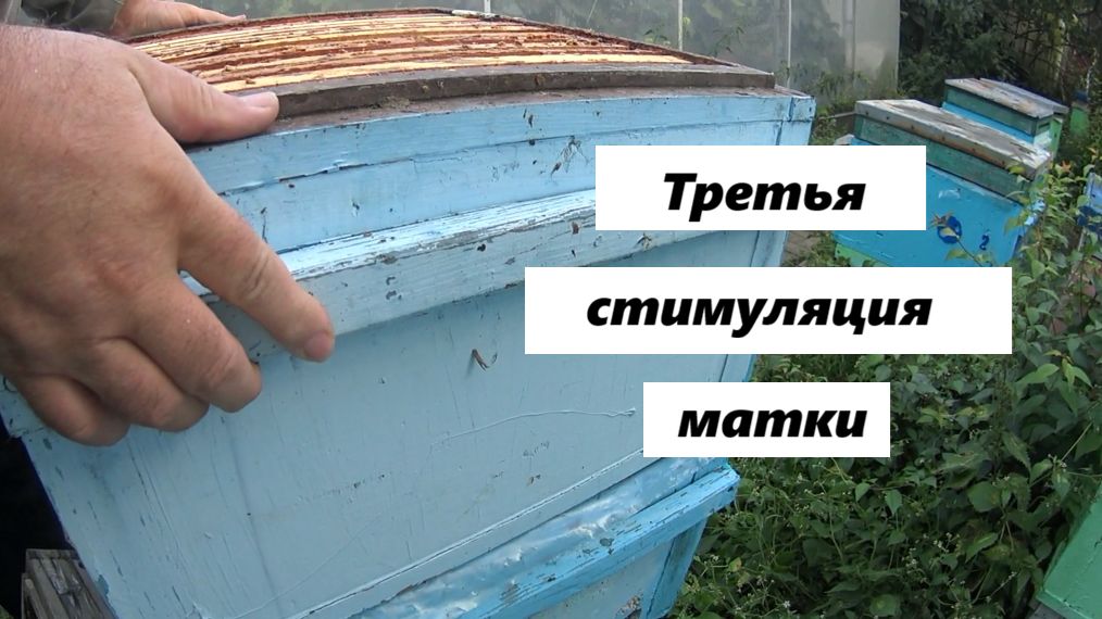 Осушка рамок для стимуляции матки.