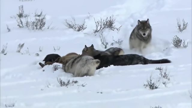1Волк против Медведя  самые эпичные схватки! Кто настоящий хозяин леса__1_prob4