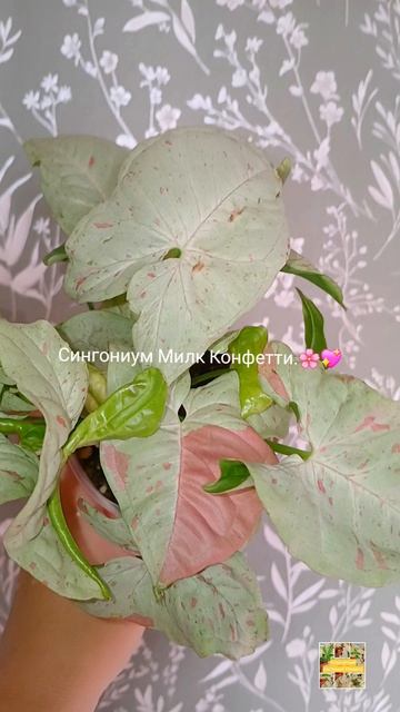 Сингониум Конфетти Милк.💖