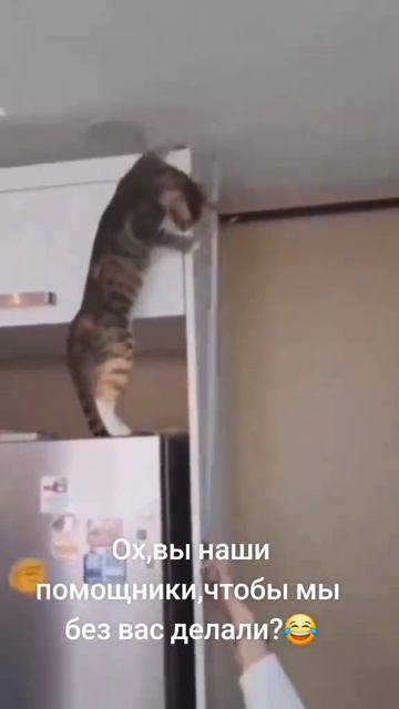 смешные животные котики