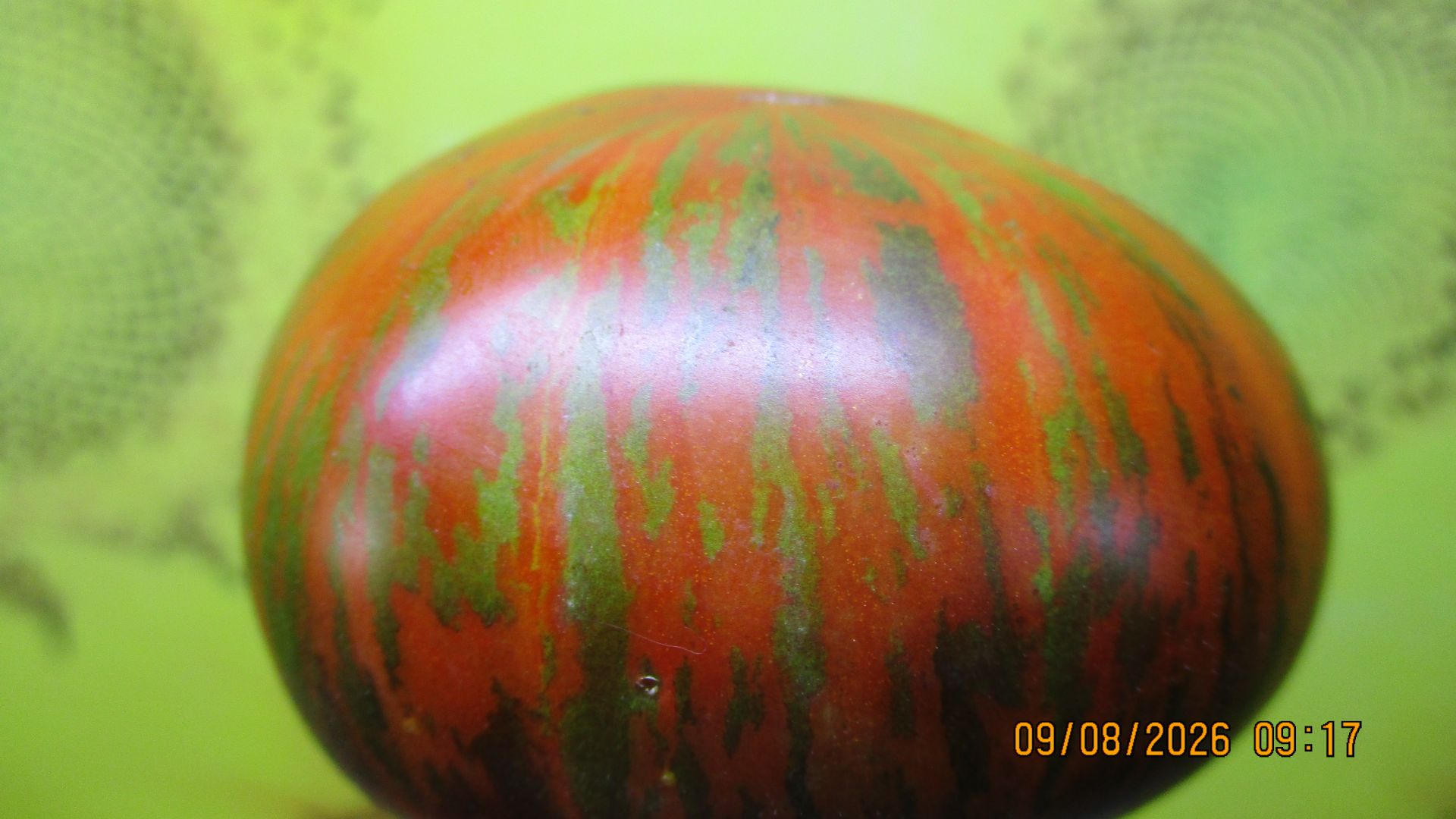 Томаты - новинки. Томат Татьянин Яхонт. №259. Дегустация 9 августа 2026 года.