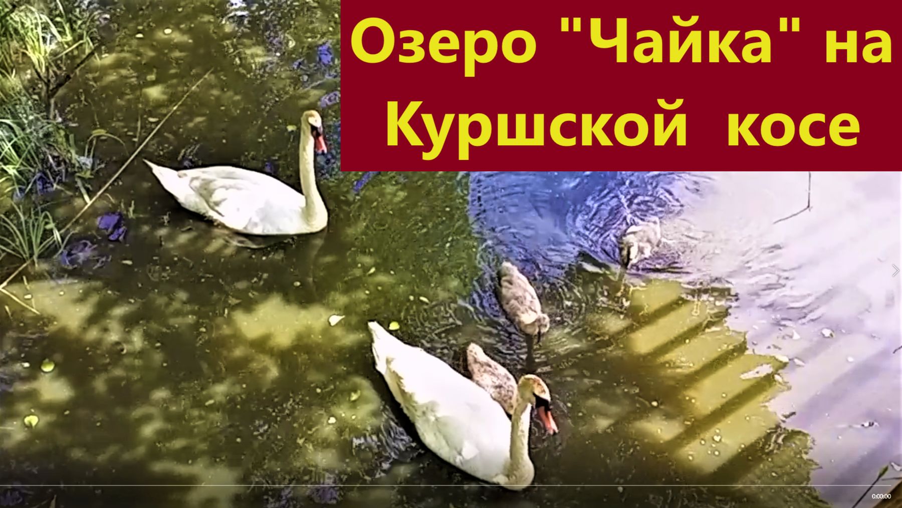 Озеро Чайка на Куршской косе..2026 г.