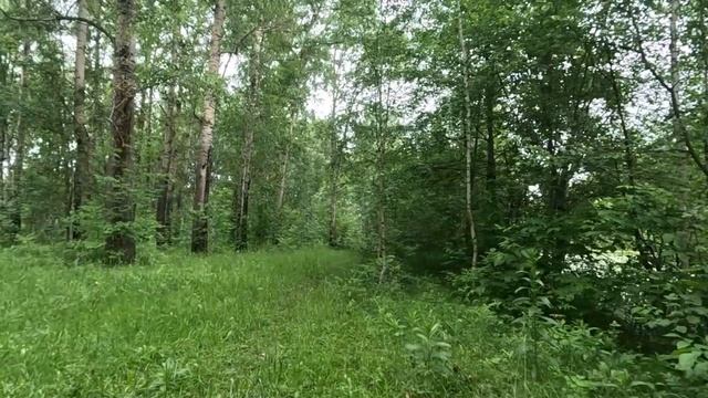 гуляю по лесу 20