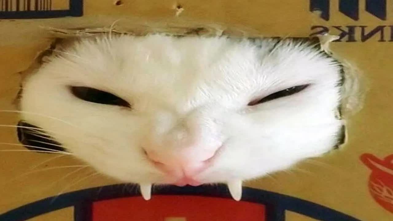 коты сломали интернет