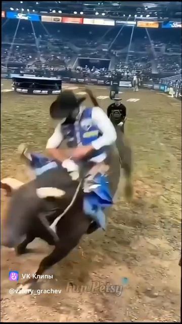 Эпизоды с животными