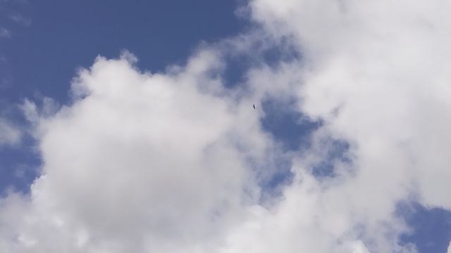 Ястреб 14 июля 2026