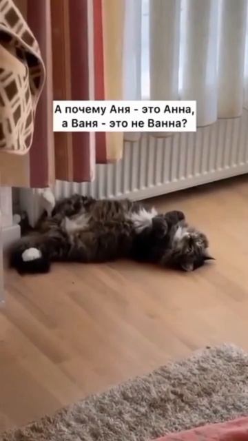 Кот лингвист и философ.