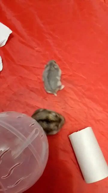 ALEXA W. Hamster Kombat🤣