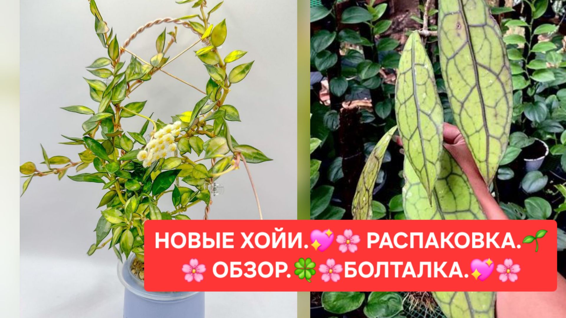 Новые ХОЙИ.🌷 Распаковка.🎁 Обзор.🌿 Пересадка. 🌼Болталка.😉🌸