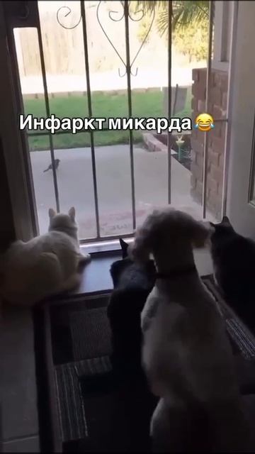 начальник.mp4