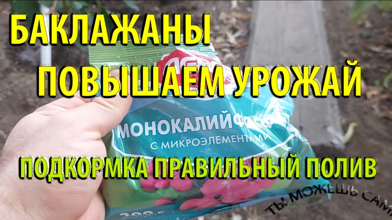Баклажаны повышаем урожай, подкормка и правильный полив!