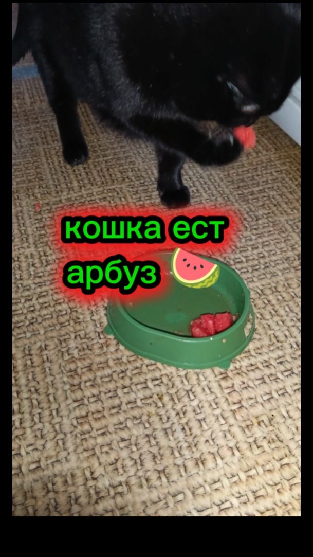 Кошка ест арбуз 