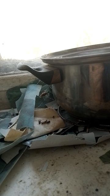 Паук овладевает тараканом! В Федорином горе соседей по коммуналке.