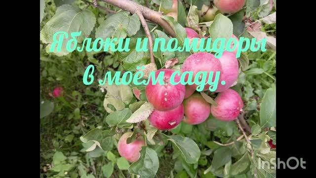 Помидоры и яблоки в моëм саду.
