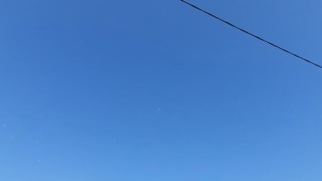 15.08.26 г. Андижанская порода голубей 2