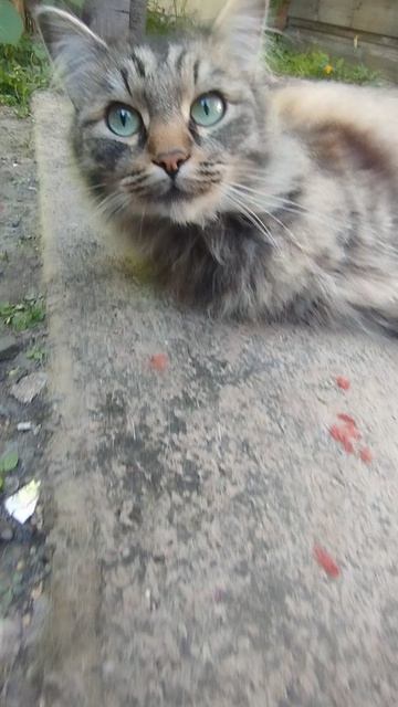 котик