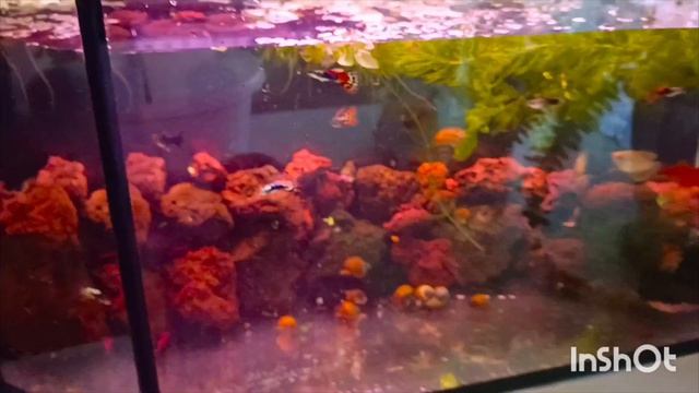 запуск нового аквариума 🤗что как делала показываю! потеха для души  🐠 🐠 🐠