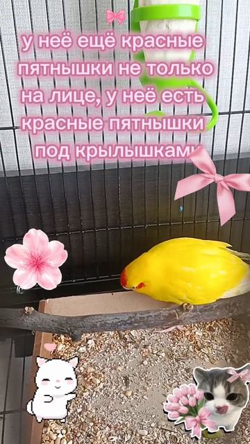 у меня появился попугай. Оцените его оценки: от одного до десяти.