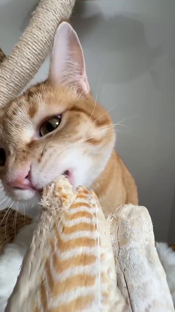 асмр от котика на ночь, интересная вкусняшка