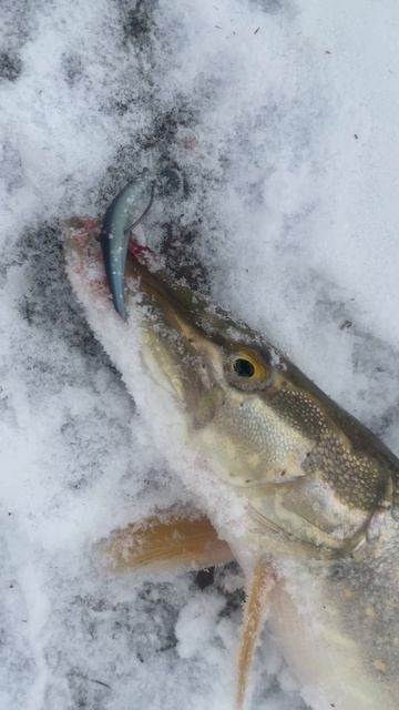 Зимняя щука на спиннинг и виброхвост. #fishing #рыбалка