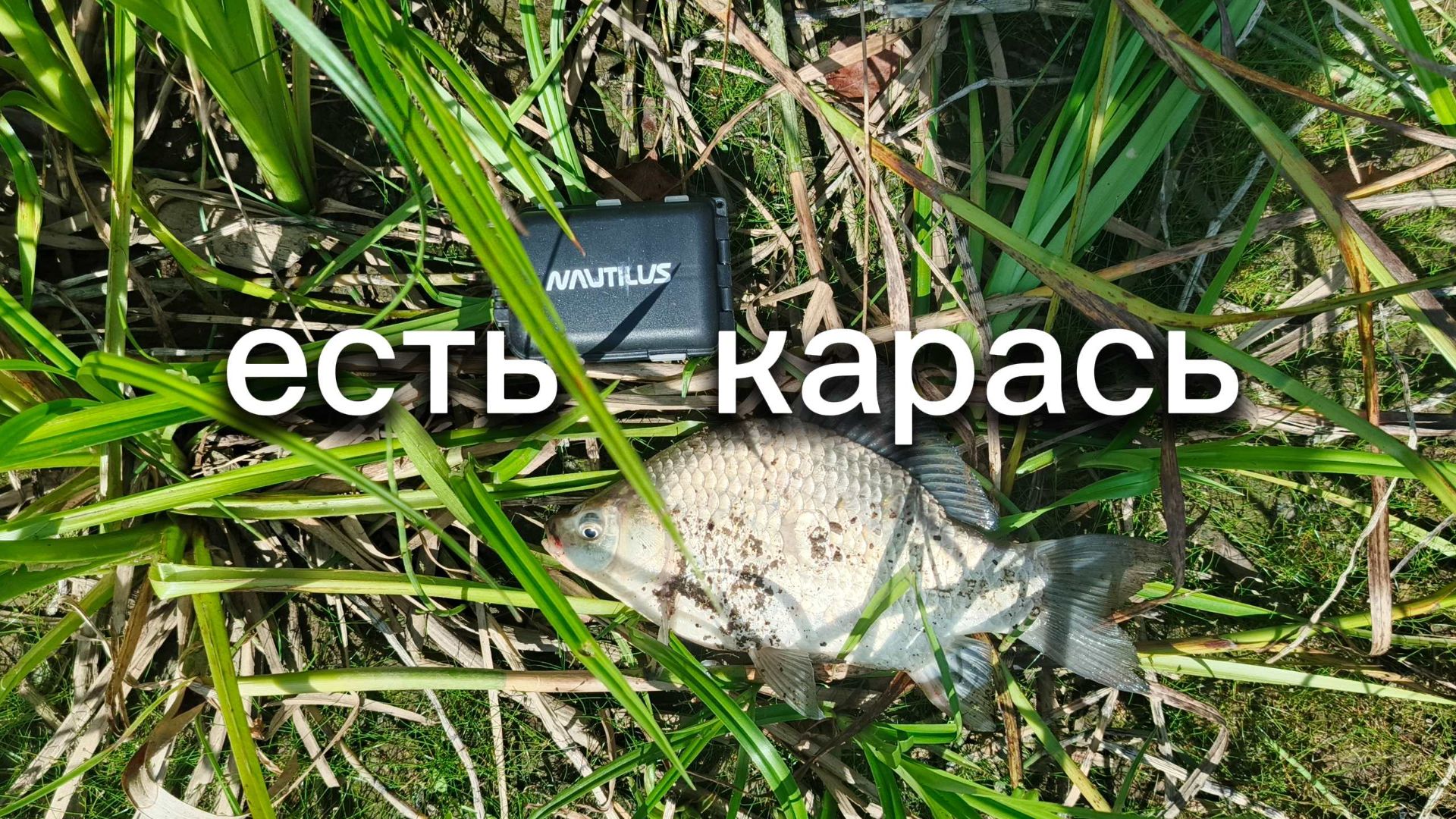 Фидерная ловля, есть карась.