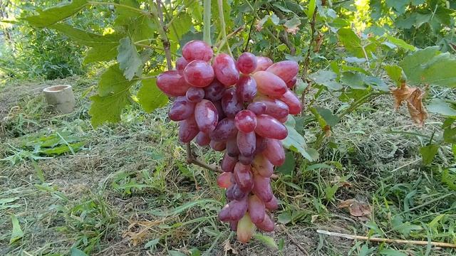 Далило. Очень вкусная,с фруктовыми тонами. Донское Казачество