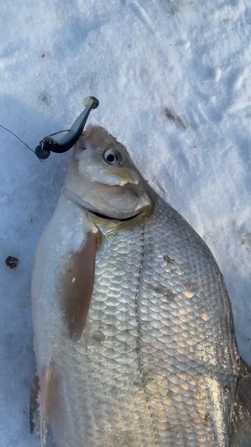 Зимняя рыбалка на леща. Отличный улов на виброхвост!  #рыбалка #fishing