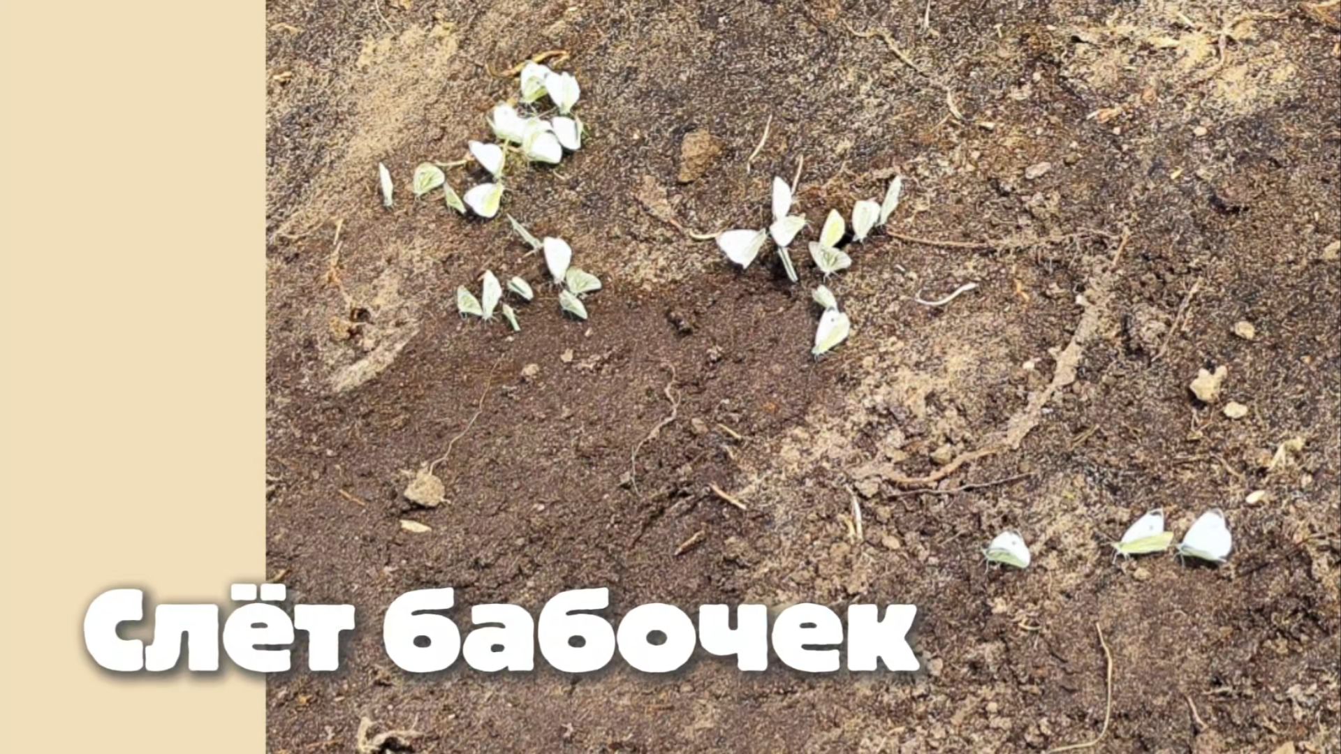 Слёт бабочек 16.08.2026 года.