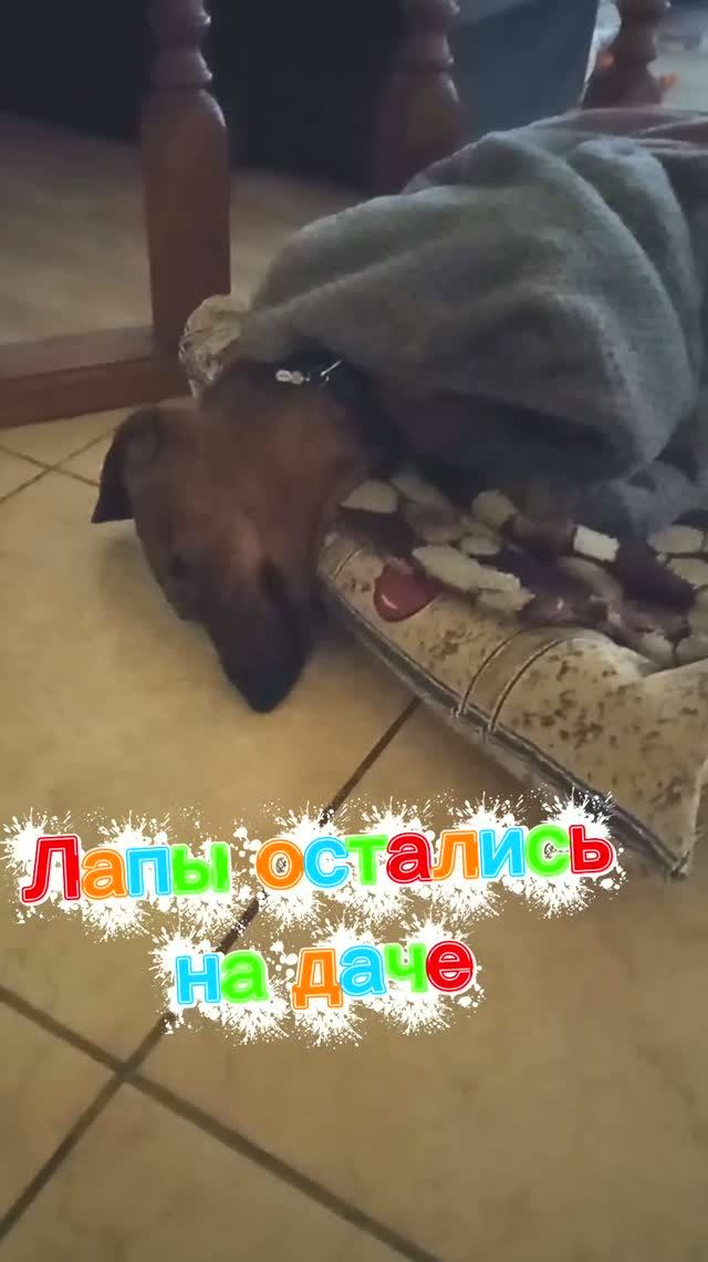 Лапы🐾 остались на даче
